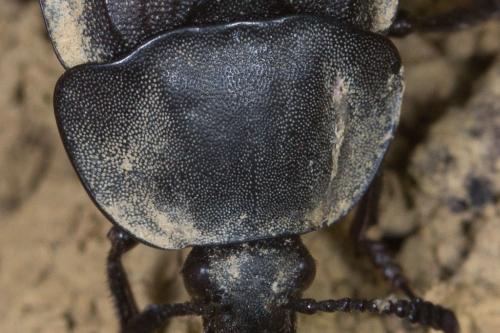 Réf. 242 523 : Silpha tristis